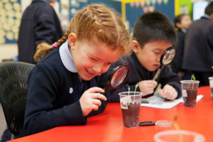 Students using magnifying glasses to look at plants at St Michael's Catholic Primary School Daceyville